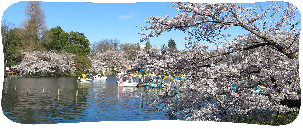 桜の季節の井の頭公園